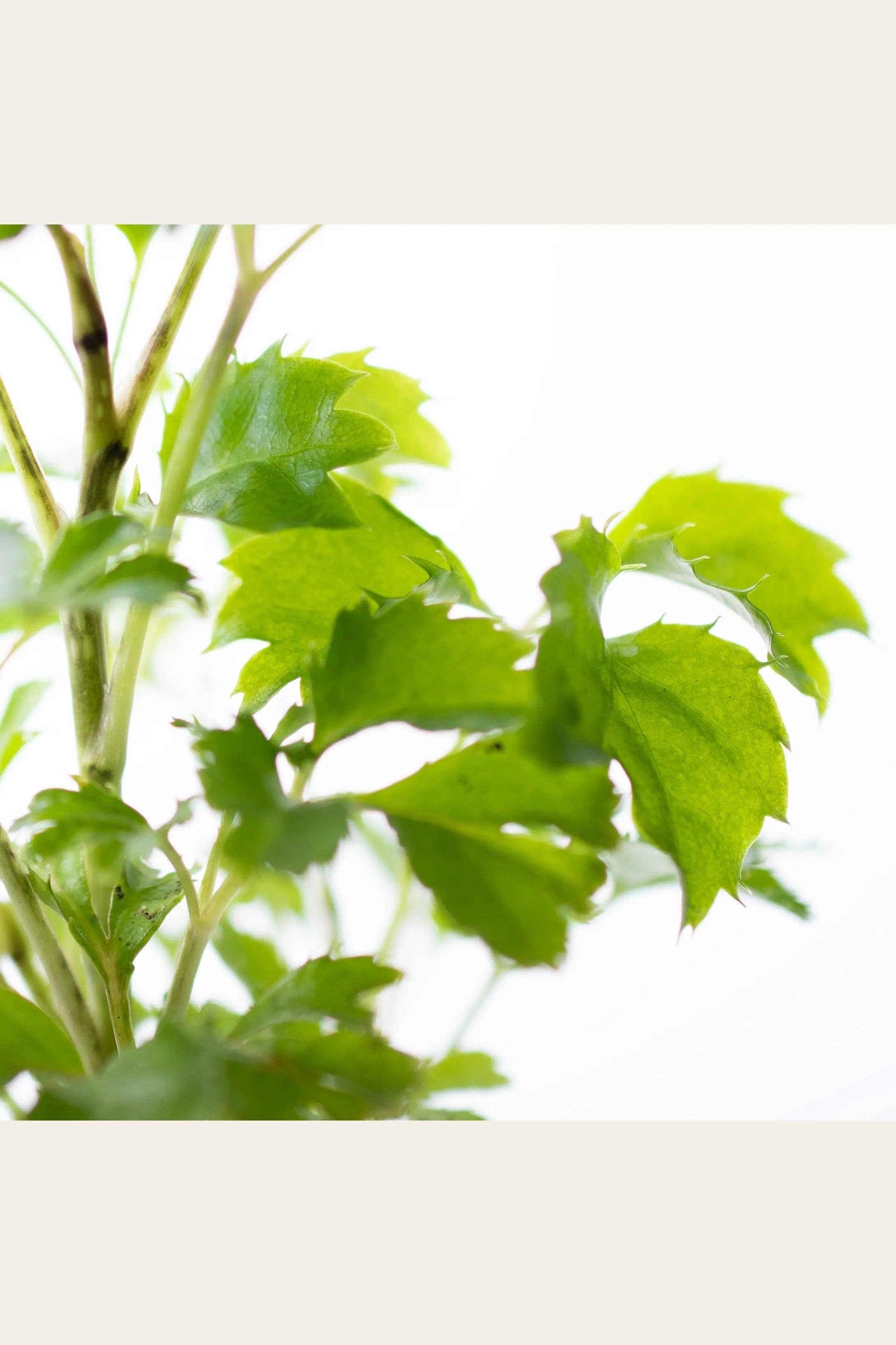 Growing Concepts - Wholesale Live Plant - Polyscias Balfouriana Butterfly1