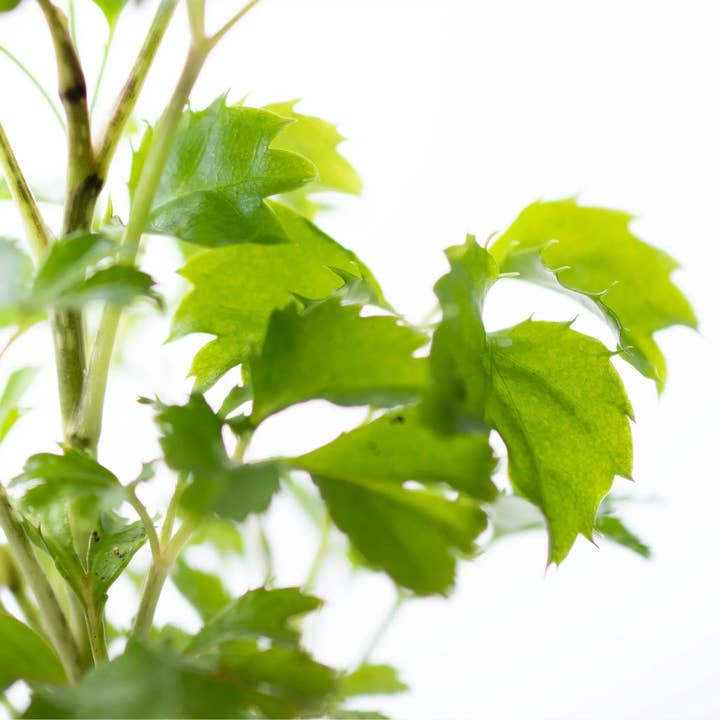 Growing Concepts - Wholesale Live Plant - Polyscias Balfouriana Butterfly1