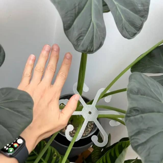 PlantBay - Wholesale Garden Tool - Acrylic Hook & Stem Support Star