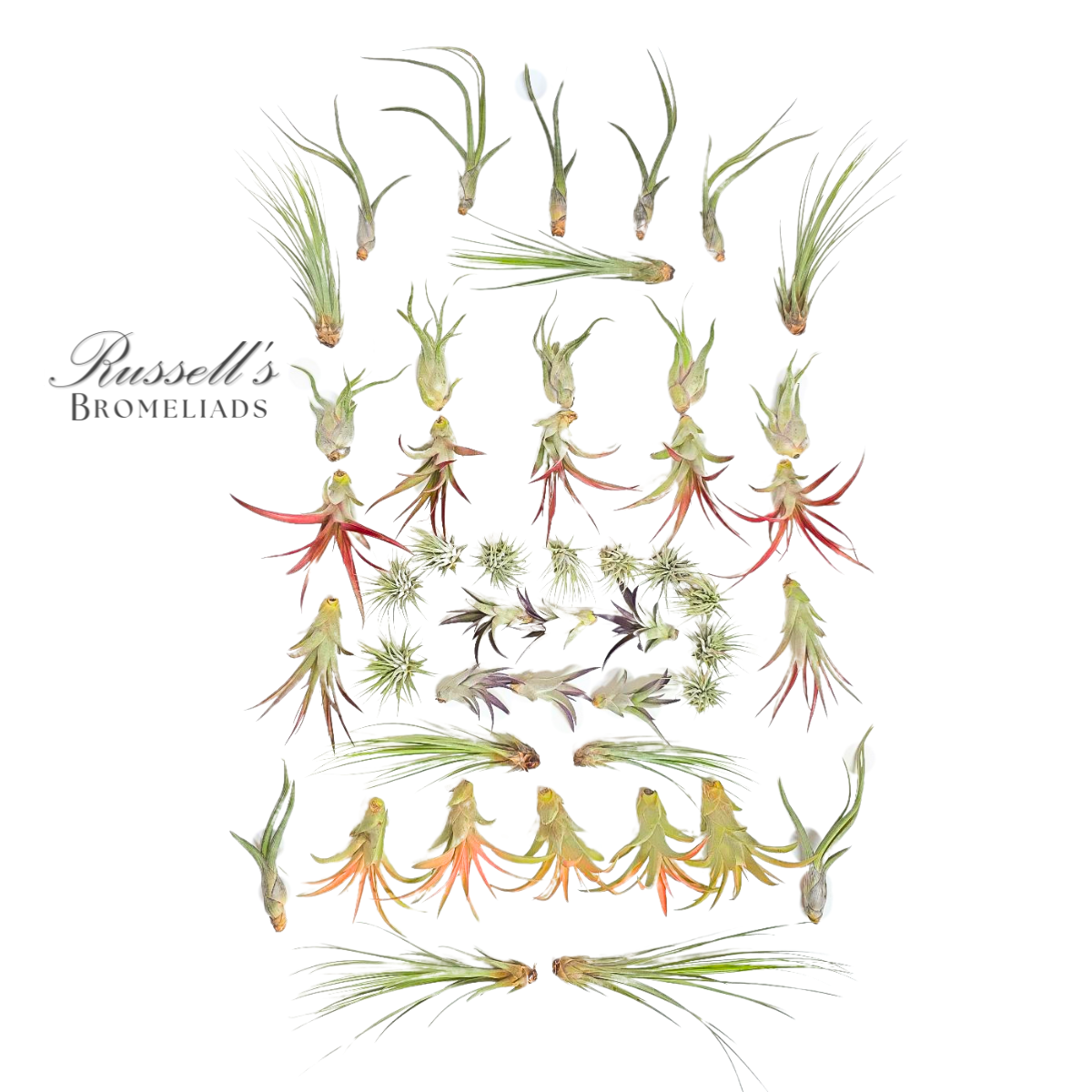 Russell's Bromeliads - Wholesale Live Plant - Medium Air Plant Assortment1