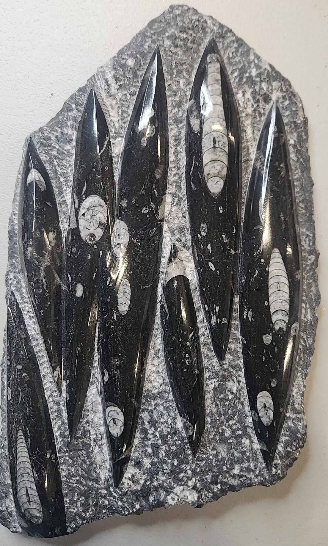 Midnight,Moonlight & Magick - Vendita all'ingrosso Pietra/cristallo spirituale - Piatto di Orthoceras (Grande)0