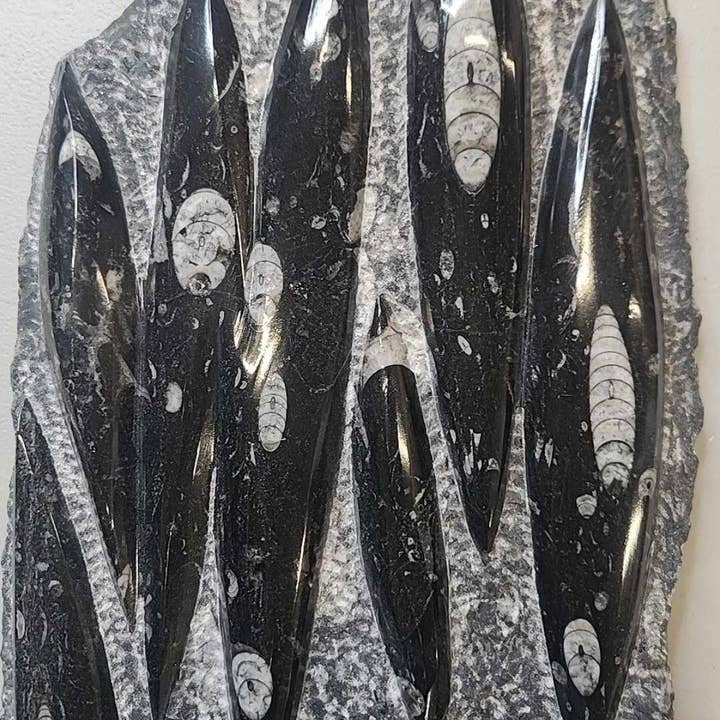 Midnight,Moonlight & Magick - Vendita all'ingrosso Pietra/cristallo spirituale - Piatto di Orthoceras (Grande)