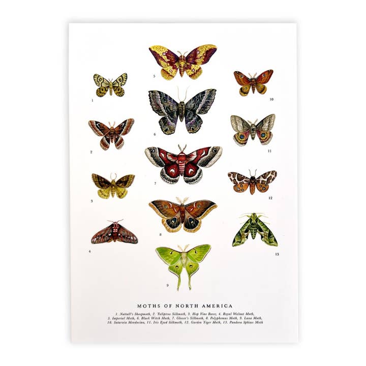 Moths of North America Postcard for wholesale by The Wild Wander