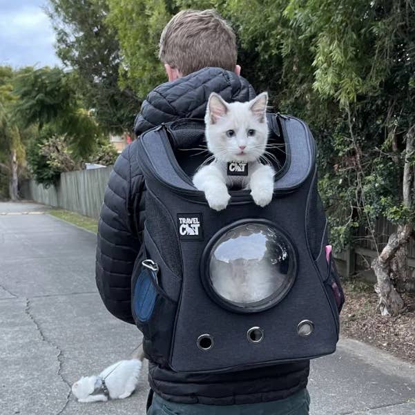Fat cat backpack canada hotsell