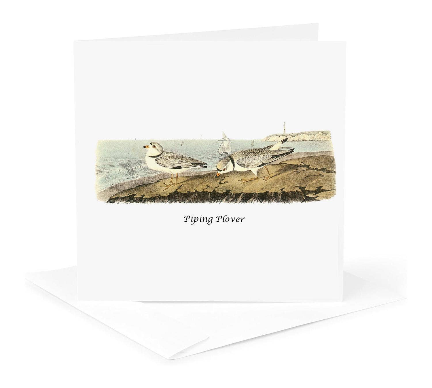3dRose - Wholesale Everyday Greeting Card - 3dRose, Piping Plover by John James Audubon, Greeting Card0