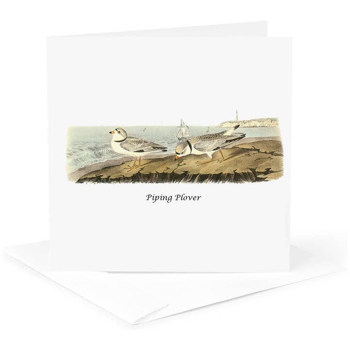 3dRose - Wholesale Everyday Greeting Card - 3dRose, Piping Plover by John James Audubon, Greeting Card