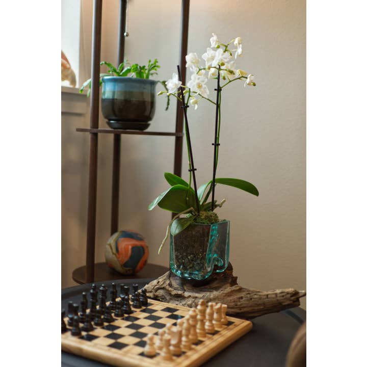 Cohasset Gifts - Vendita all'ingrosso Decorazioni da tavolo - Vaso quadrato in vetro su radice di gamal - circa 10 cm di diametro3