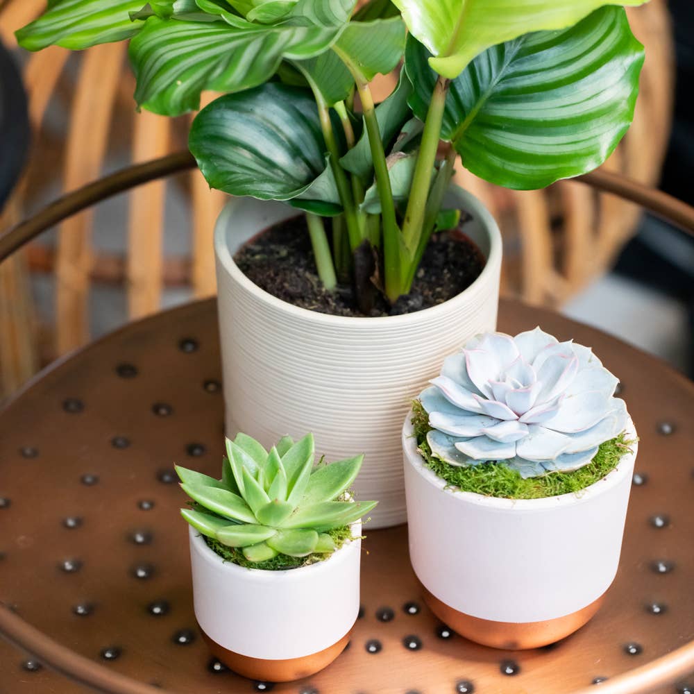 The Little Botanical – wholesale Succulent – Lilacina11