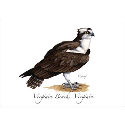 Earth Sky + Water - Wholesale Everyday Greeting Card - Osprey