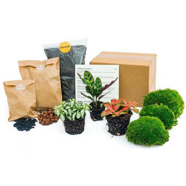 Set da giardino in bottiglia β Calathea Lancifolia β Kit di avviamento terrario fai-da-te e ricarica β Mini-ecosistema con Fittonia e bulbi β Incl. istruzioni e accessori per la vendita all'ingrosso da parte di Oasis of Life