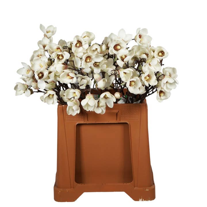 Magnolia Artificial mini branch cream 65cm and other Purchase Wholesale yew branch. Free Returns & Net 60 Terms on Faire trending on Faire.