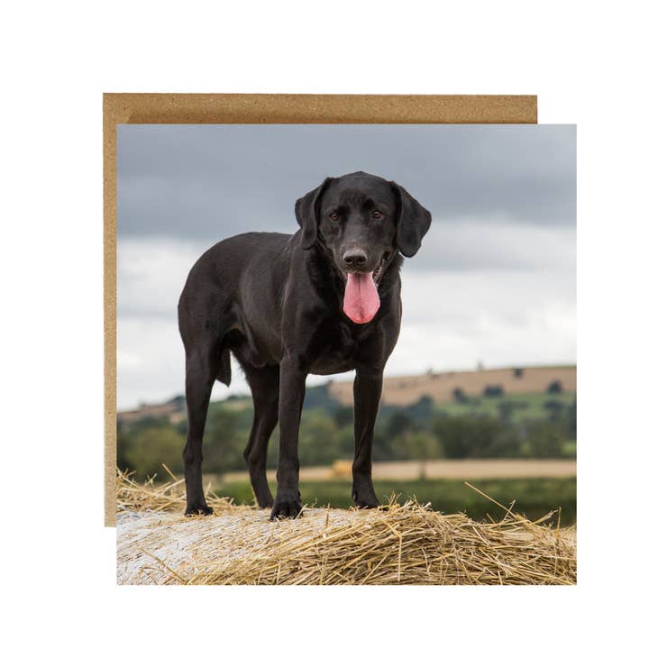 Biglietto di auguri con cane Labrador nero - biglietto con cane per la vendita all'ingrosso da parte di Alex Sharp