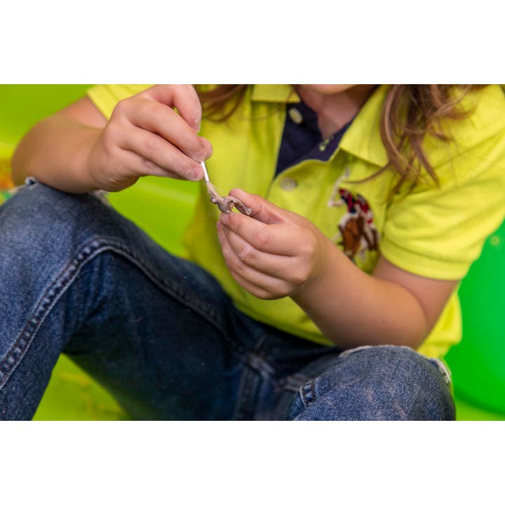 JitteryGit - Wholesale Toy Set - Kids - 12 Dino Eggs STEM Dinosaur Toy For Kids