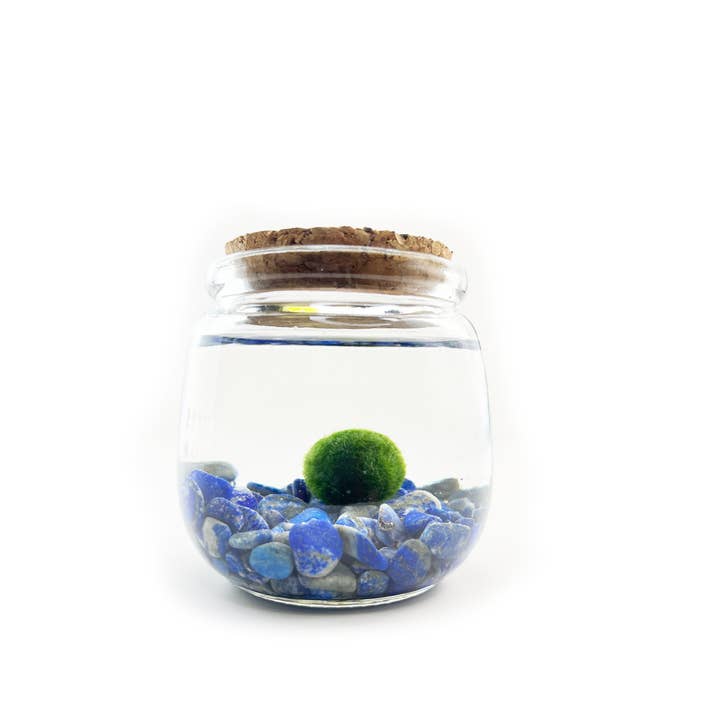 Medium Marimo Moss Ball Terrarium with Lapis Lazuli Stones for wholesale by Moss Amigos | Moss Ball Terrariums