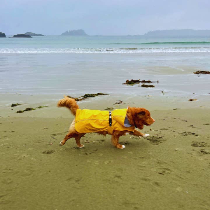 Rocky Mountain Dog - Wholesale Pet Jacket - Dog - Tofino Rain Jacket 2