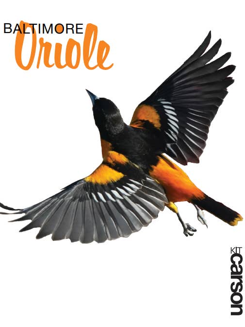 Oriole Swedish Dishcloth for wholesale by Kit Carson Accessories