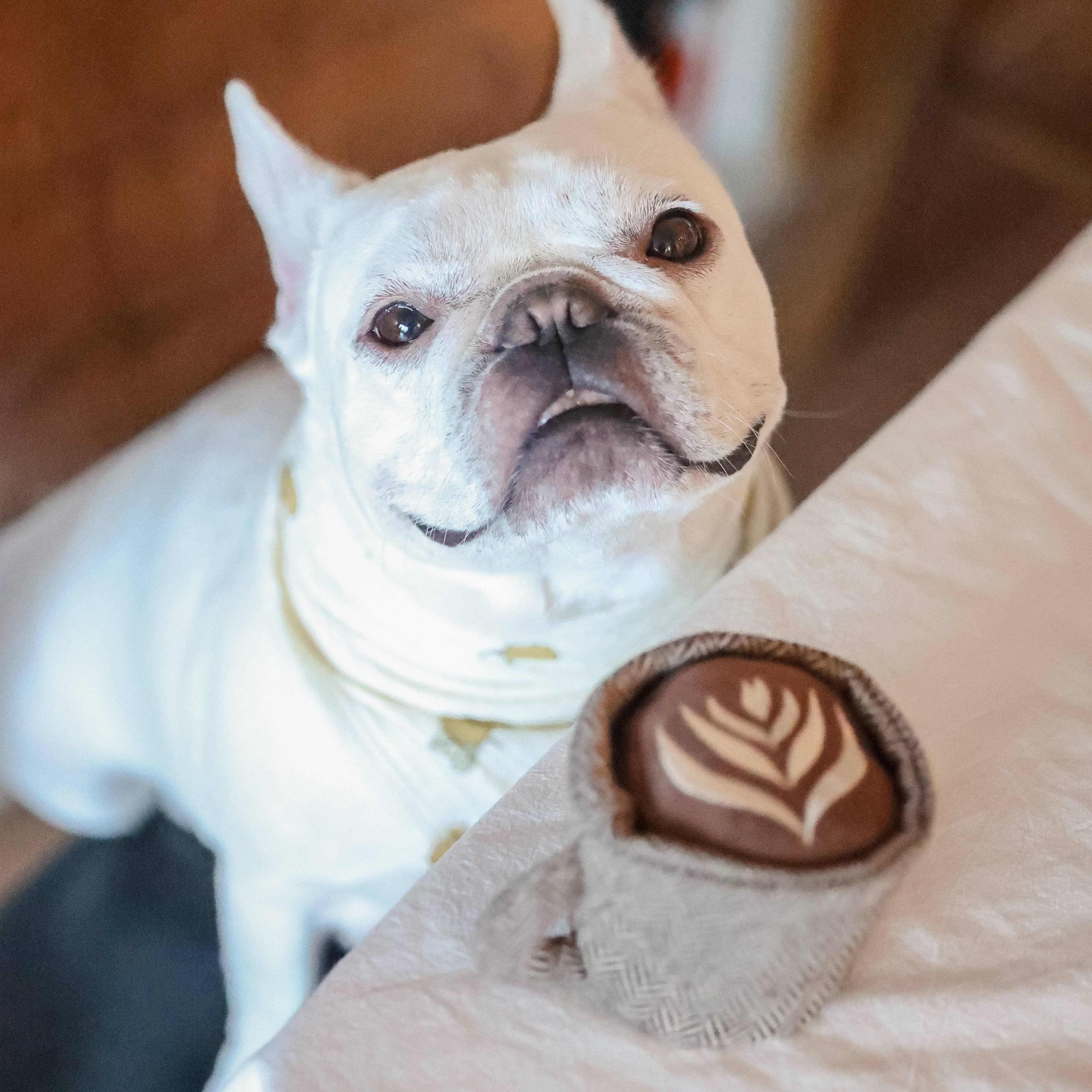 Lambwolf EU - Wholesale Pet Squeaky Toy - Dog - LATTE POP//Enrichment Toy 6