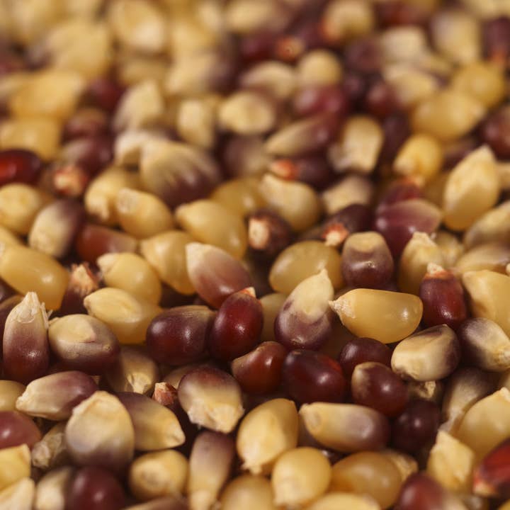 Seven Forks Farm - Wholesale Popcorn - Autumn Medley Popcorn 30oz. bag3