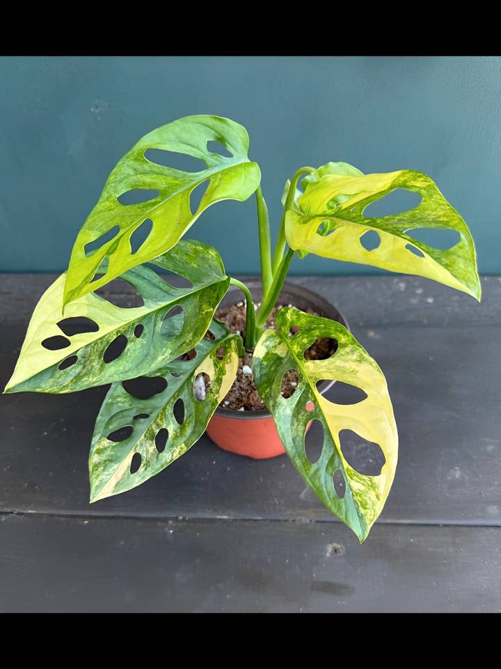 Monstera Adansonii Aurea for wholesale by Plant Vault