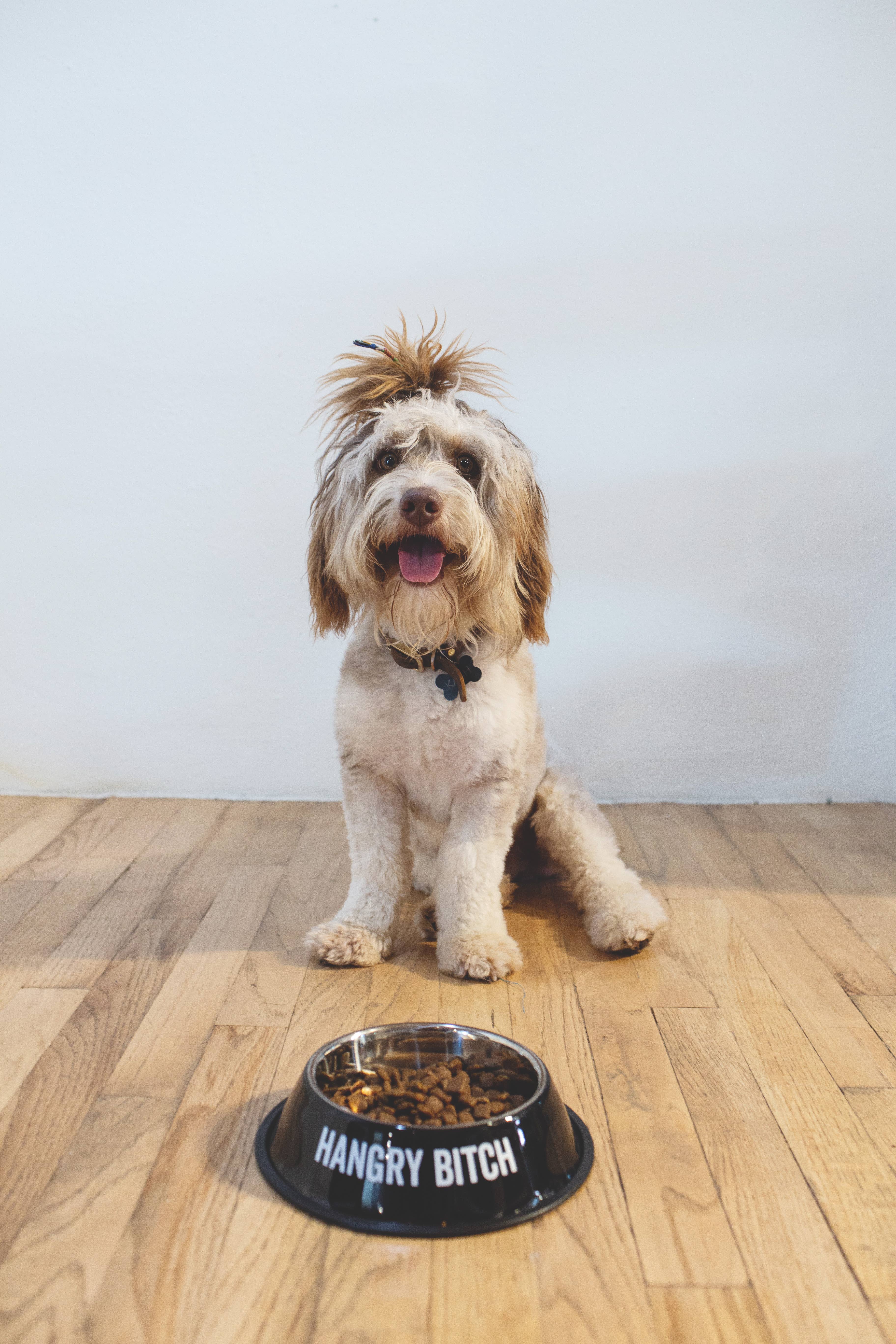 SNARK CITY – wholesale Pet bowl – Cat/dog – Hangry Bitch Pet Bowl1