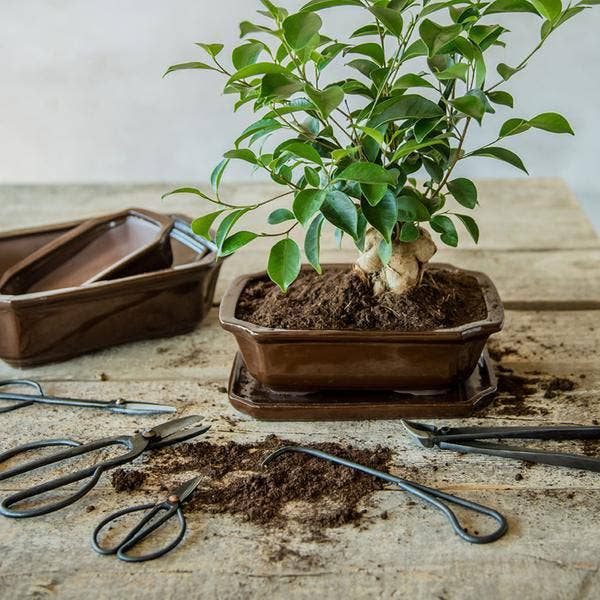 Bonsai Wurzelhaken – 20,5cm – Professionelles Bonsai Werkzeug zum Lösen & Entwirren von Wurzeln – Stabil & langlebig – Für Bonsai Pflege & Umtopfen für den Großhandel von Oasis of Life