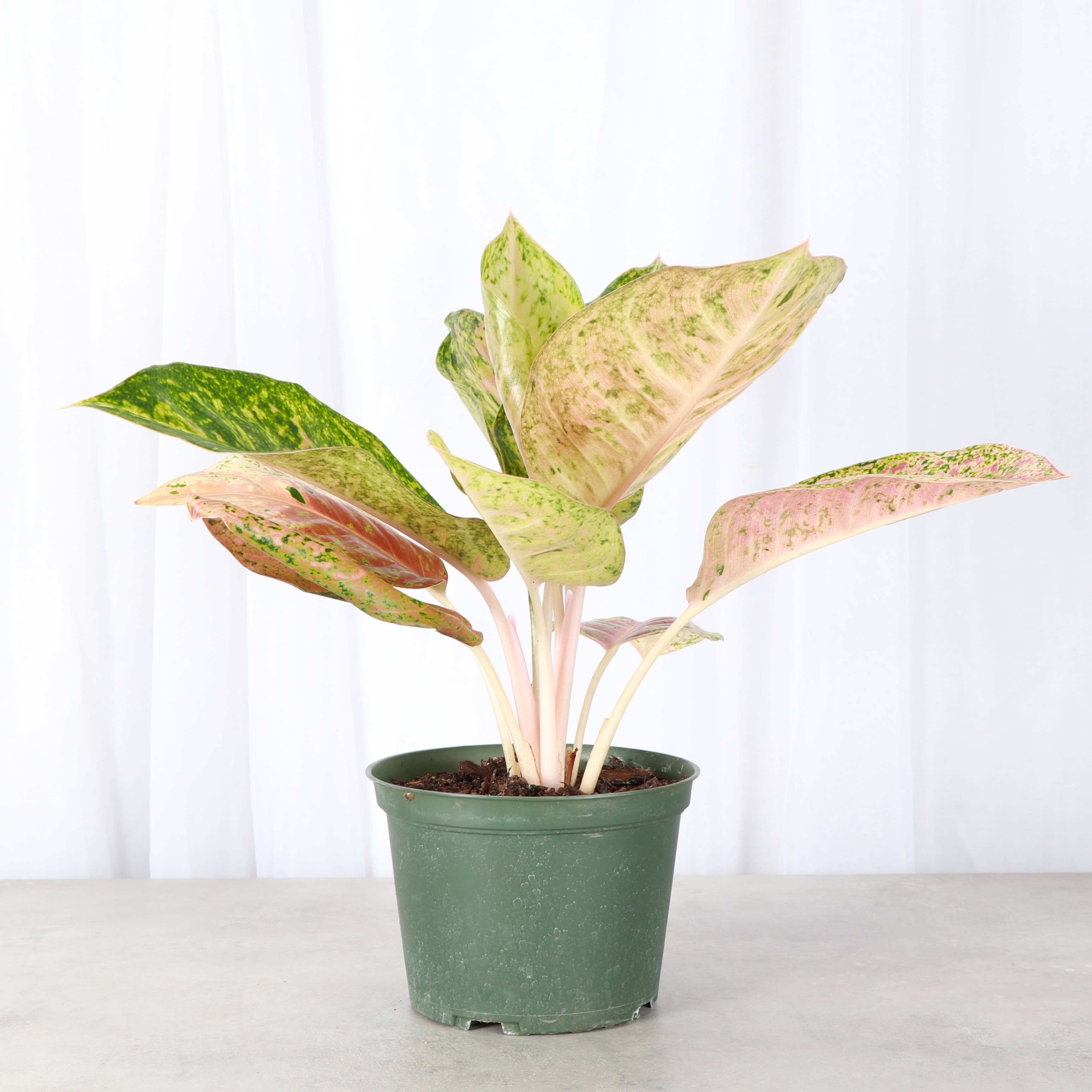 Thorsen's Greenhouse - Vente Plante - Aglaonema Dizzy Diamond - Plante vivante de 6 pouces4