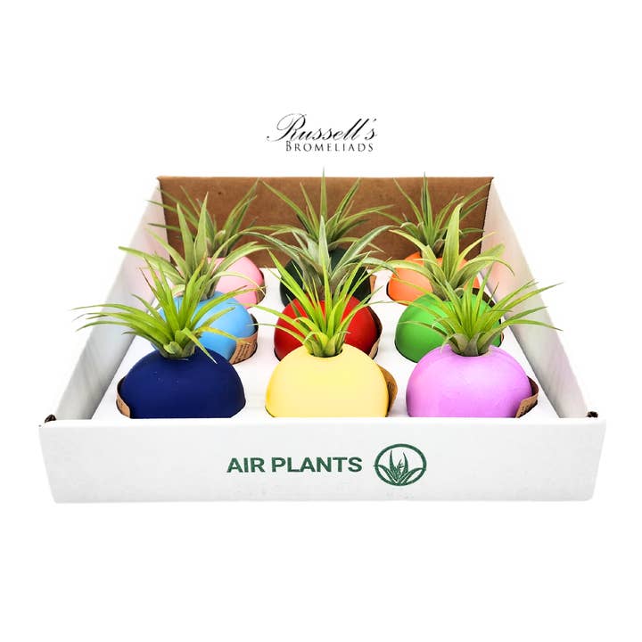 Russell's Bromeliads - Wholesale Live Plant - Bubble Set With Air Plants - Half Pack