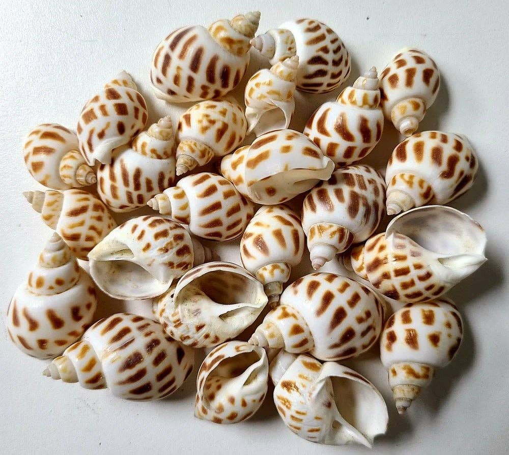 Darlene's Shells - Wholesale Decorative Tabletop Object - 28 KILOS .5-1" BABYLONIA ARELOTA0