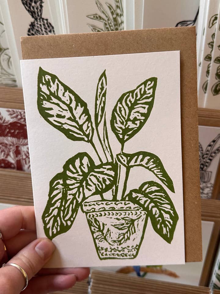 Scheda della Pianta d'Appartamento Dieffenbachia Amoena per la vendita all'ingrosso da parte di LDMDesign