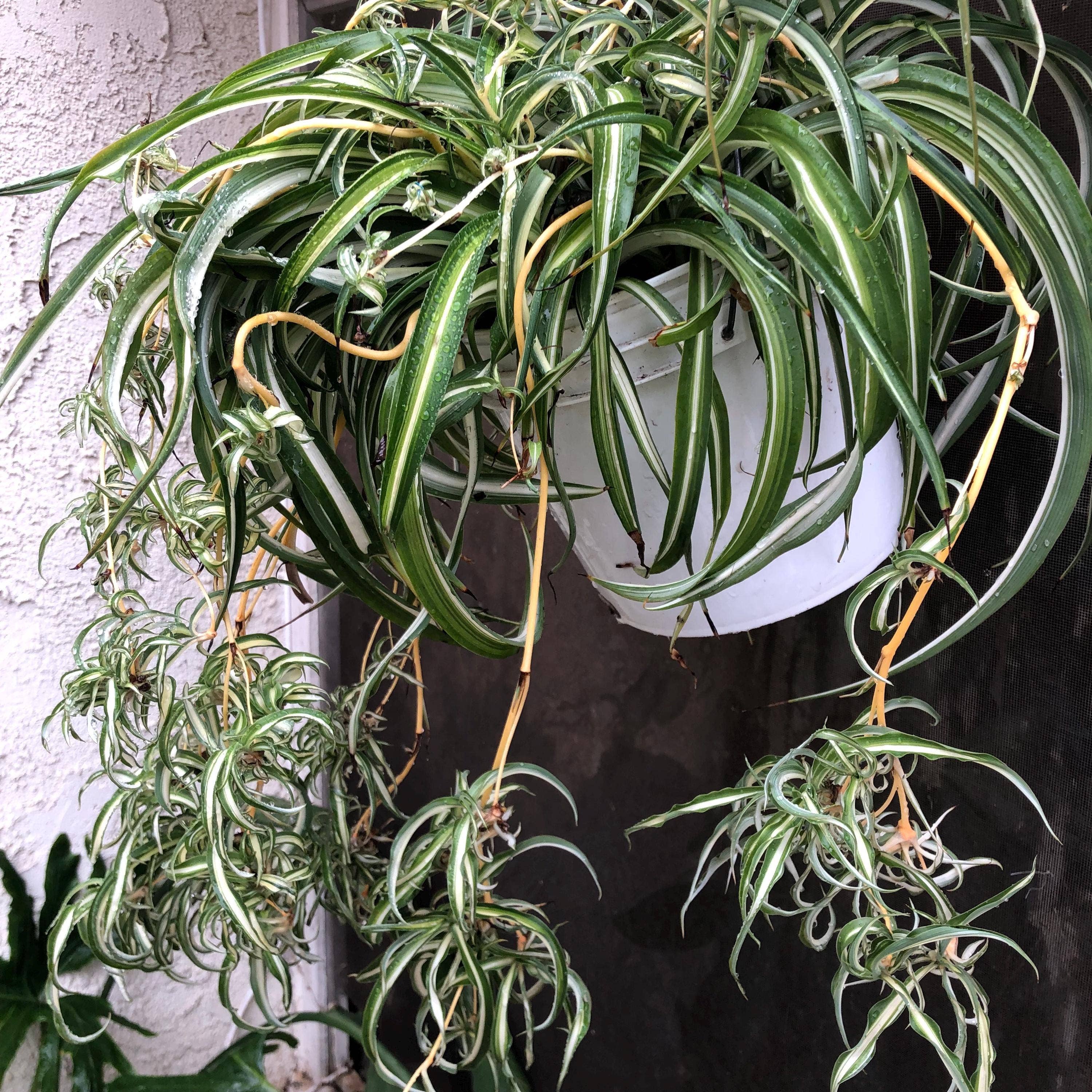 Wildheart Crystals – wholesale Live plant – Curly Bonnie Spider Plant - Rooted Air Purifier3