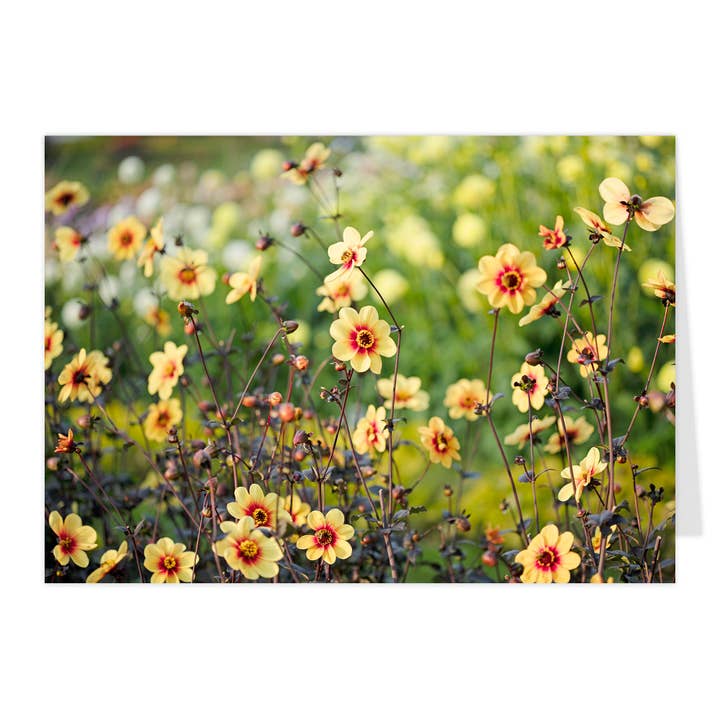 Vikbart "Trädgårdsdahlia Moonfire" för wholesale av paruspaper. nutzfeine papeterie