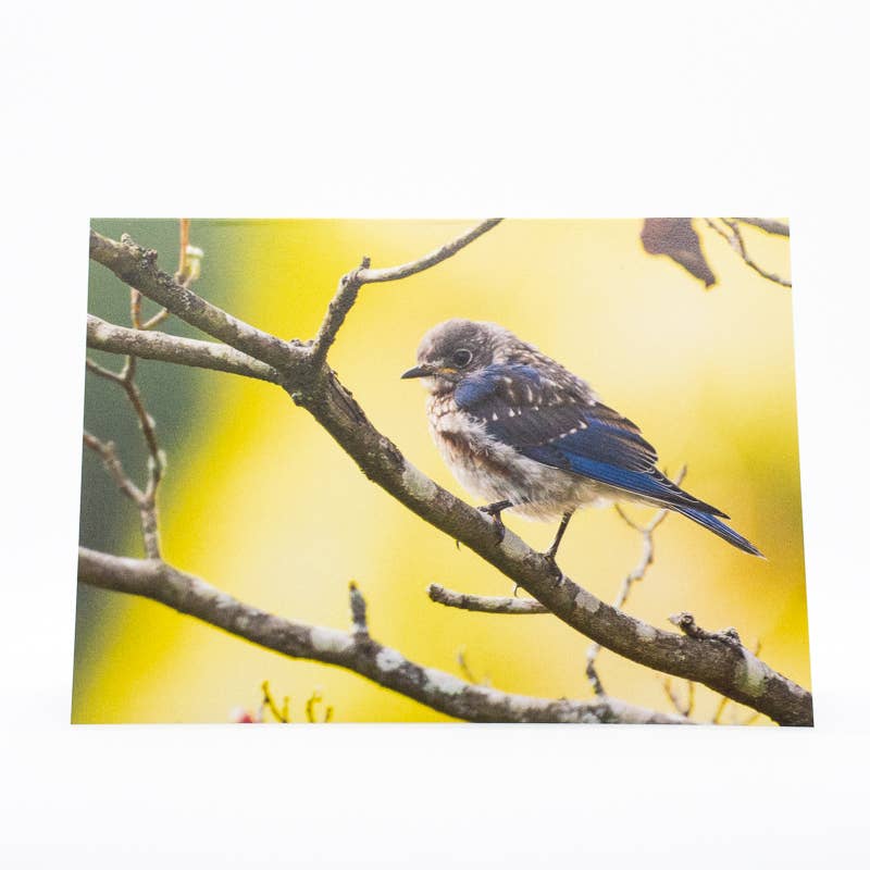 Wren - Wholesale Everyday Greeting Card - Bluebird Fledgling (Blank inside) Greeting Card2