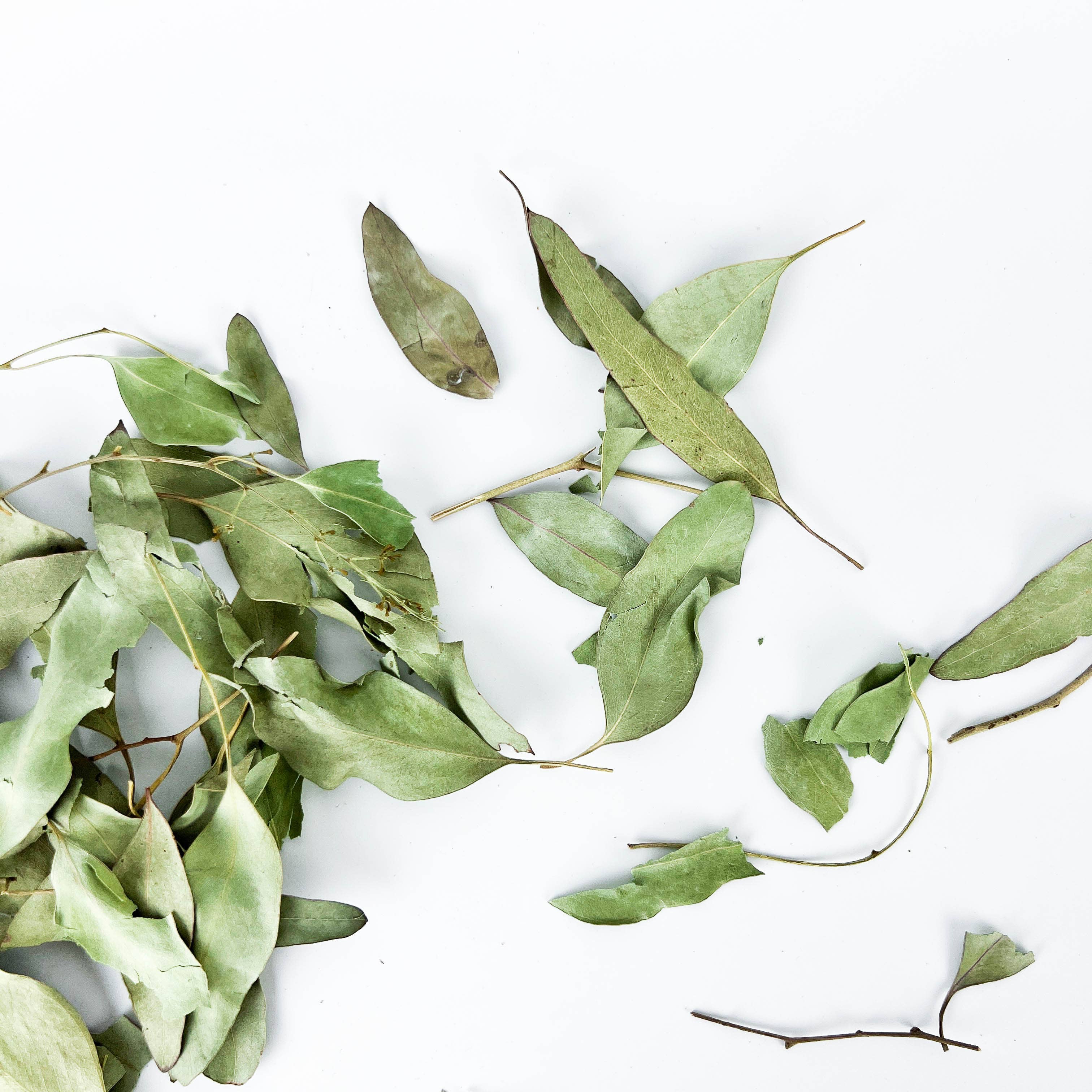 GREENROOTS USA LLC – Engroshandel Krydderurter – Eukalyptusblade 1 oz8