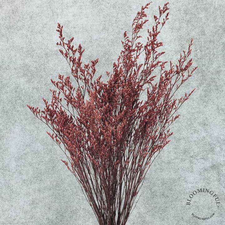 Konservierte Limonium-Kaspie-Blüten - Zartes Burgunderrot (001) für den Großhandel von BLOOMINGFUL.COM