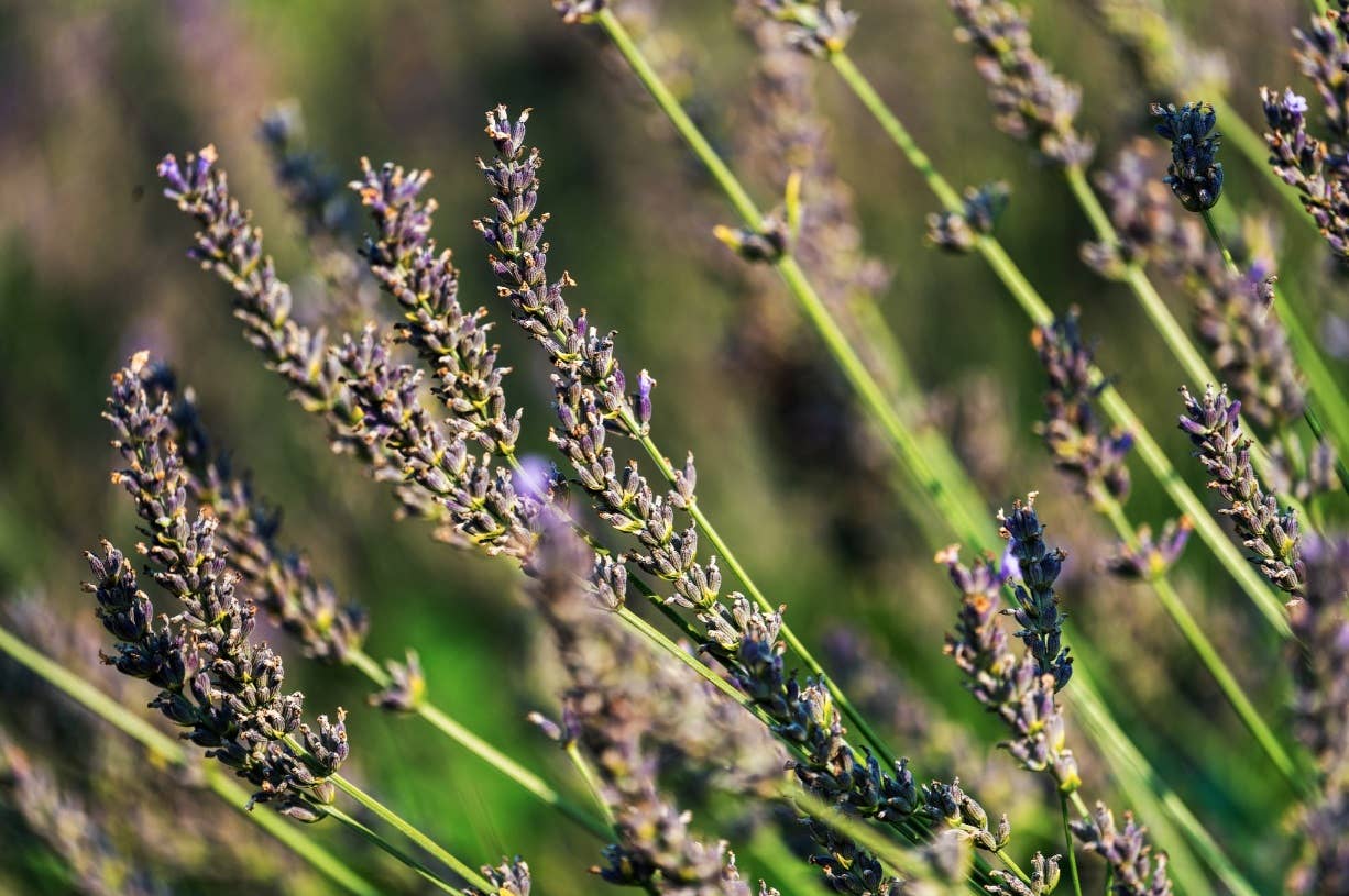 Mahan Family Wines – Engroshandel Tørrede/pressede blomster – 1 pund tørrede franske lavendelstængler ca. 22" X 7" X 3"3