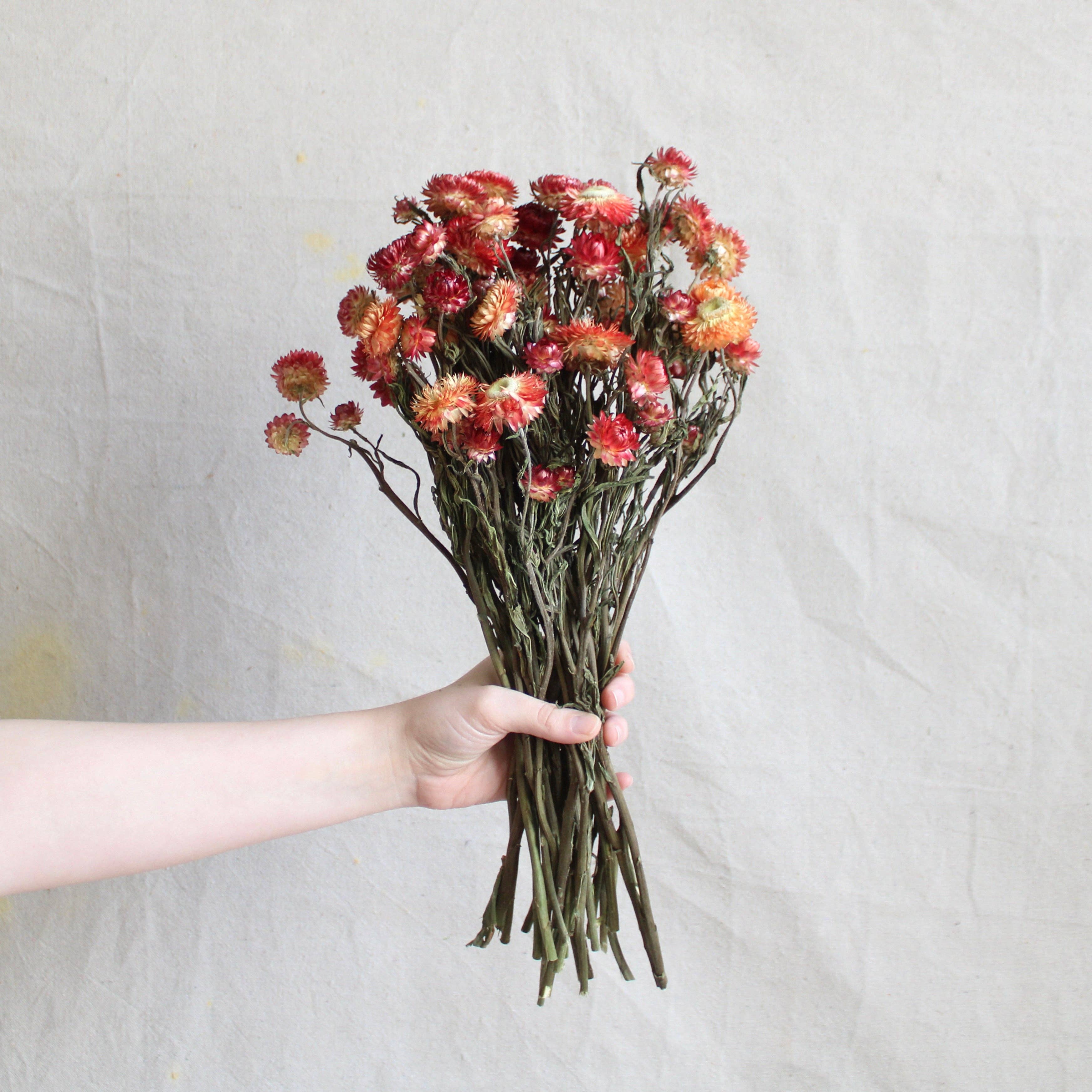 Roxanne's Dried Flowers - Wholesale Dried/Pressed Flowers - Strawflower - Dried2