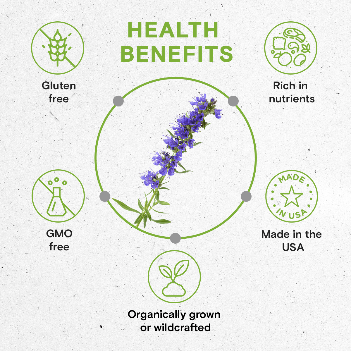 Secrets Of The Tribe - Vendita all'ingrosso Tinture - Tintura di issopo8