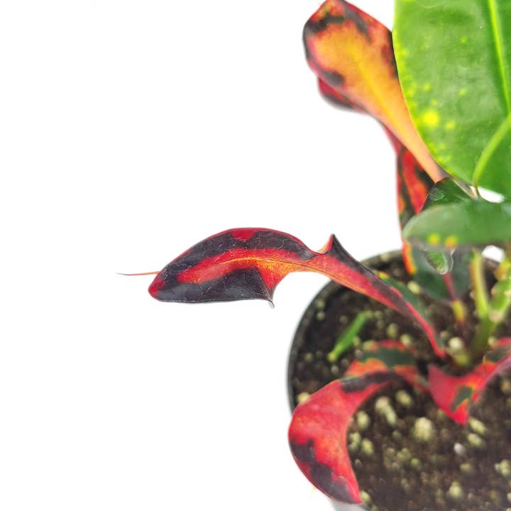 Best Plant Friend - Wholesale Live Plant - Croton Mammy - 2 inch Colorful Live Houseplants3