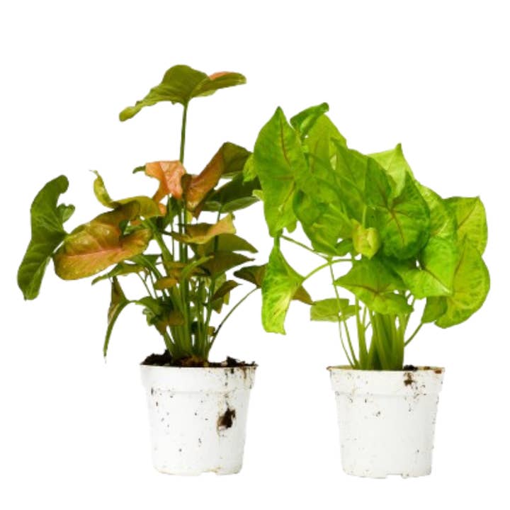 2 Syngonium Variety (Arrowhead Plant) / 4" Pot / Live Plant for wholesale by Rooted Treasures Farms