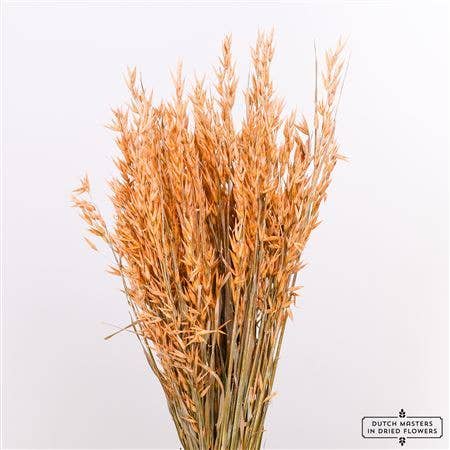 Dutch Flower Studio - Wholesale Dried/Pressed Flowers - Avena - oat grass - 70 cm - dried flowers7
