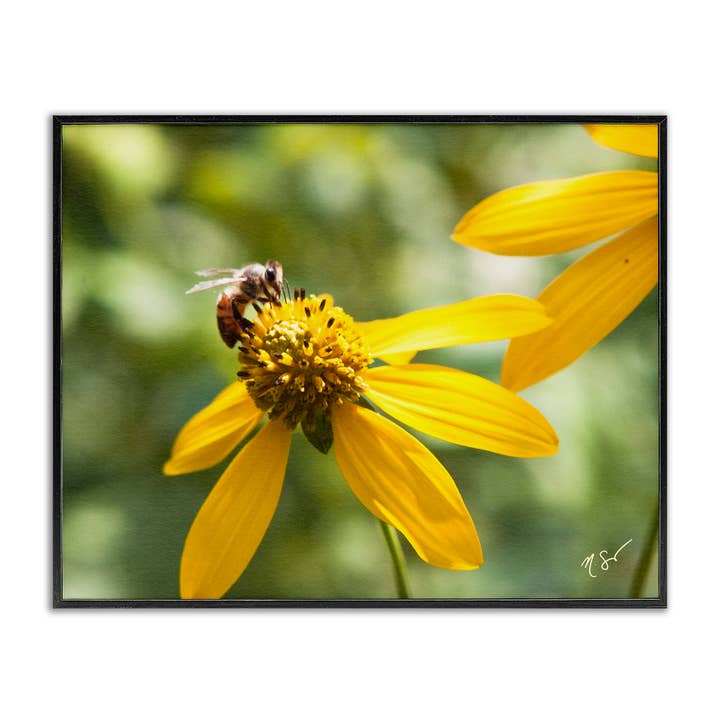 Stupell Industries - Wholesale Wall sign - Bee on Daisy Photography - Framed Wall Art
