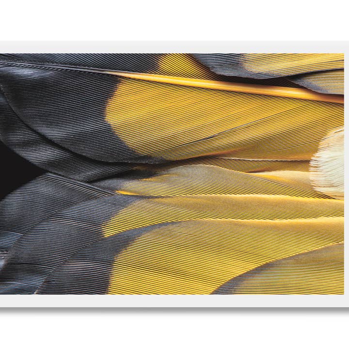 Wild Birds Flying LLC - Wholesale Everyday Greeting Card - Northern Flicker Tail Feathers