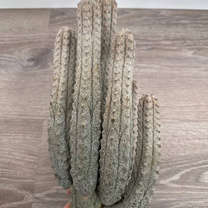 Grow Margo - Wholesale Succulent - Euphorbia Abdelkuri Gray Cluster - Unique Live Cactus - Cand