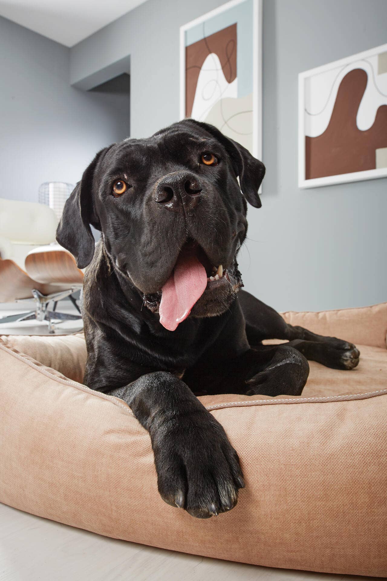 LABONI - Volentis GmbH - Wholesale Pet Bed - Dog - ORTHO PET BED GLAM7