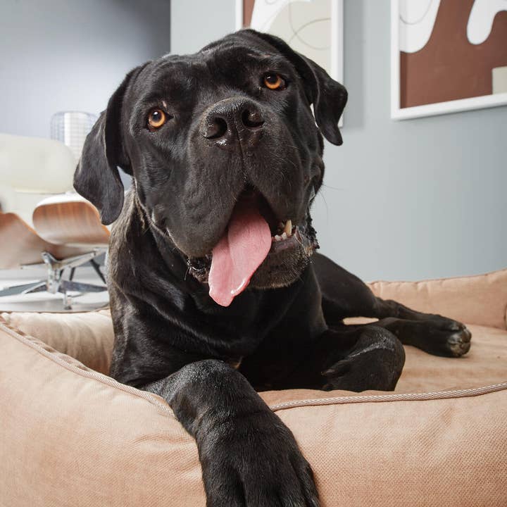 LABONI - Volentis GmbH - Wholesale Pet Bed - Dog - ORTHO PET BED GLAM7