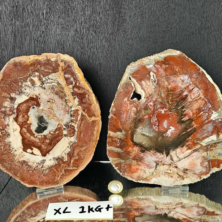 Distinction Crystals - Wholesale Spiritual Stone/Crystal - Fossil Wood Crystal Slices SM - XL3