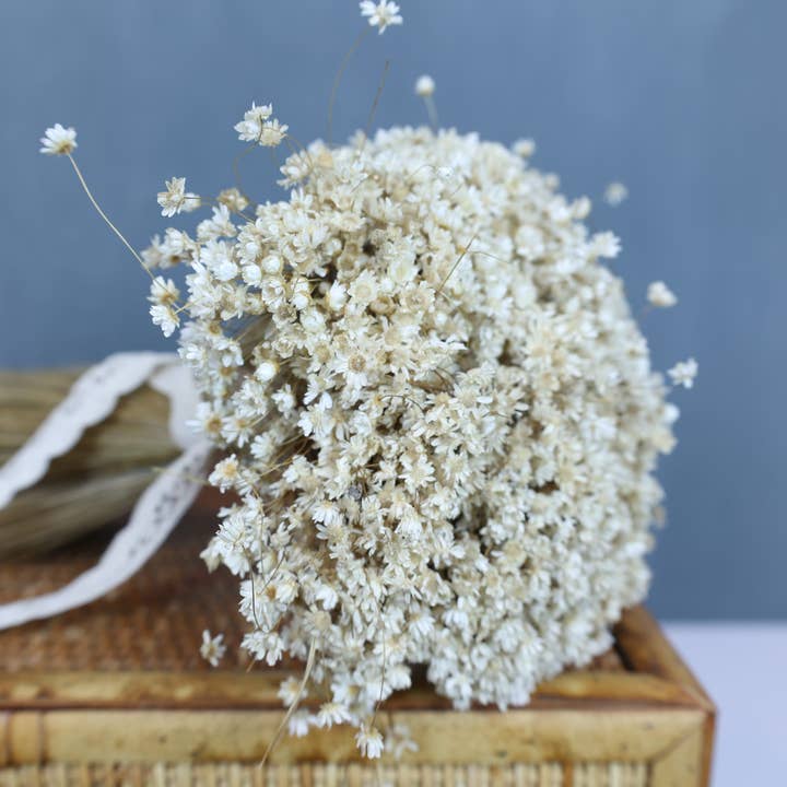 Mini Star Flowers for wholesale by FlowerFantaSee