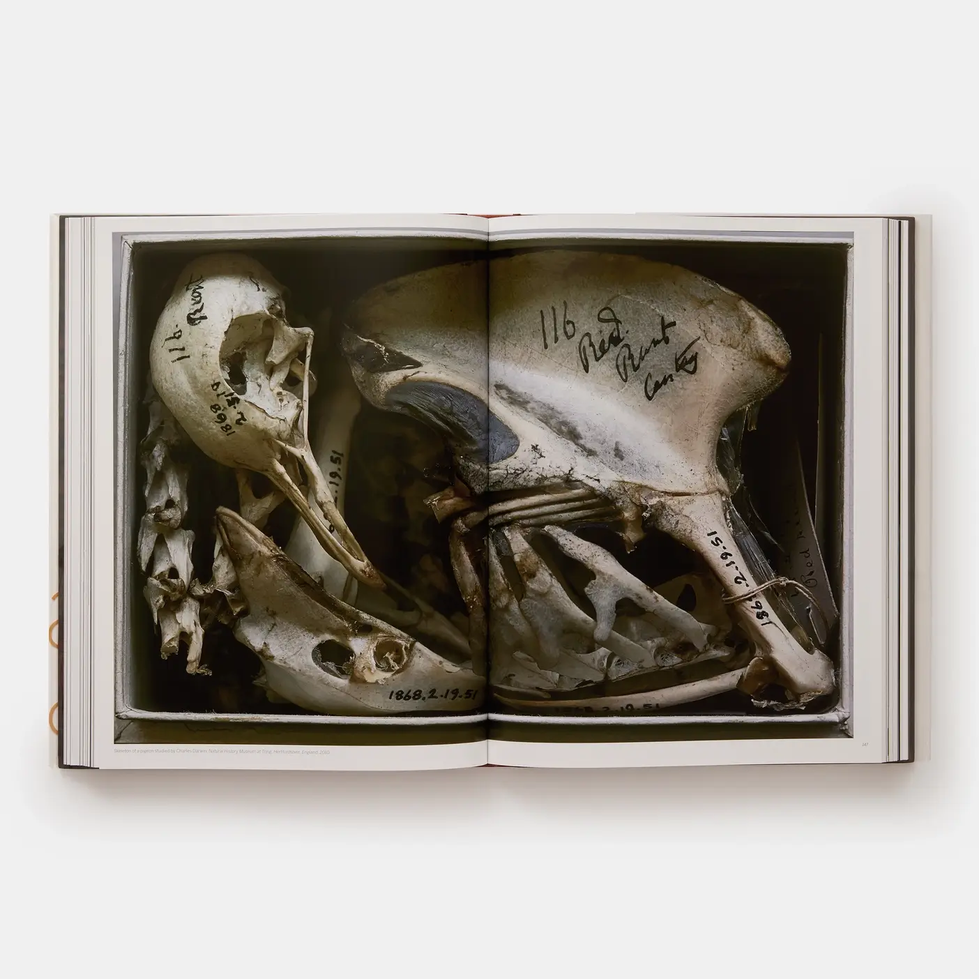 Phaidon - Wholesale Display Book - Annie Leibovitz: Portraits 2005-20164