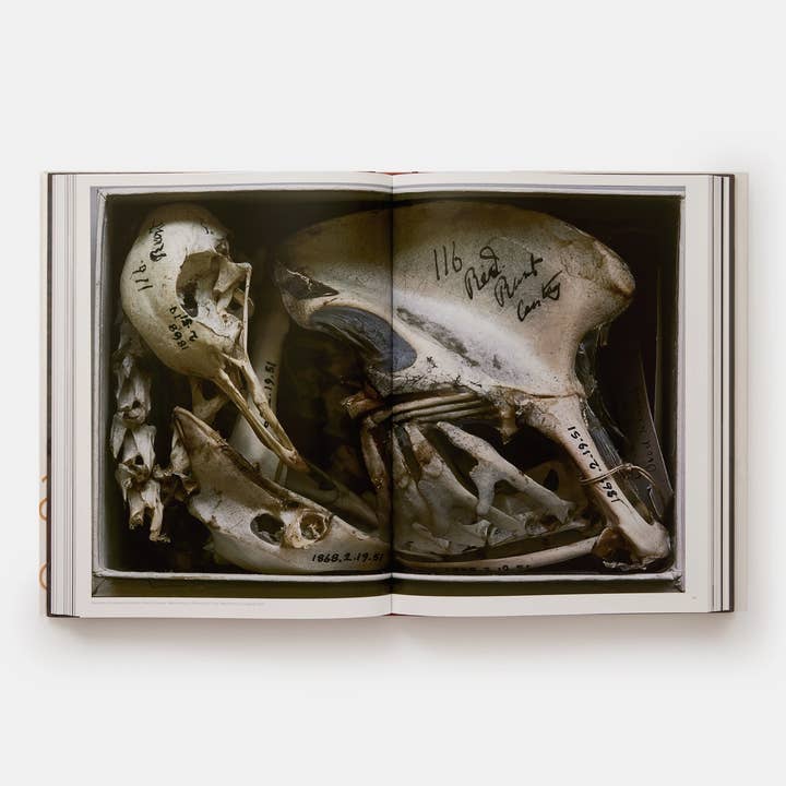 Phaidon - Wholesale Display Book - Annie Leibovitz: Portraits 2005-20164