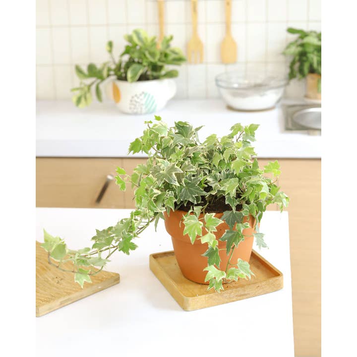 Best Plant Friend - Wholesale Live Plant - Golden English Ivy - English Ivy Hanging Plants - 4 inch3